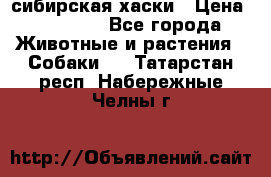 l: сибирская хаски › Цена ­ 10 000 - Все города Животные и растения » Собаки   . Татарстан респ.,Набережные Челны г.